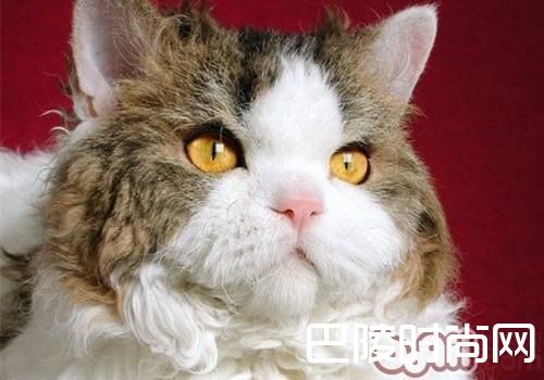 塞尔凯克卷毛猫