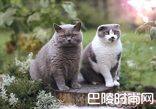 卡尔特猫