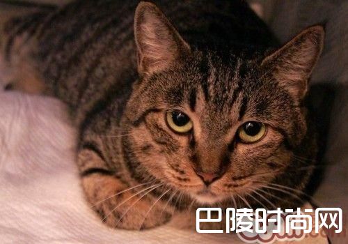 中国狸花猫 中国狸花猫
