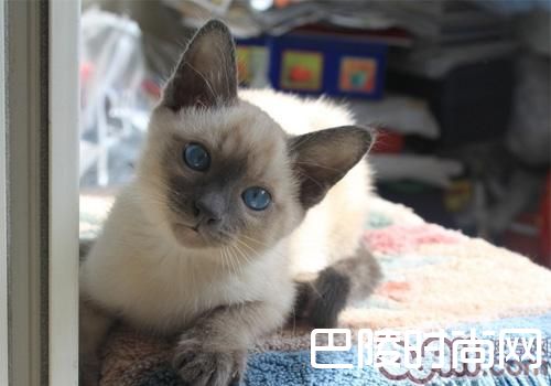 暹罗猫 暹罗猫