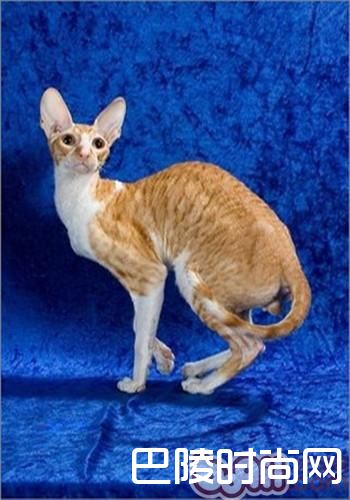 柯尼斯卷毛猫