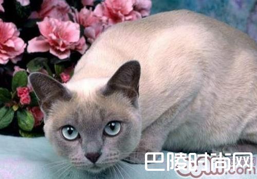 东奇尼猫 东奇尼猫