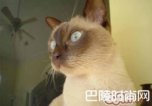 东奇尼猫
