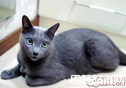 俄罗斯蓝猫