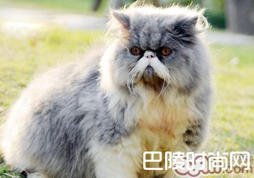 波斯长毛猫