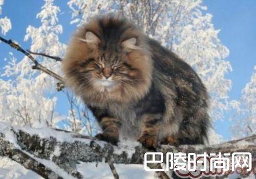 西伯利亚森林猫 西伯利亚森林猫