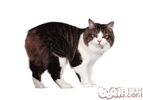 威尔士猫 威尔士猫