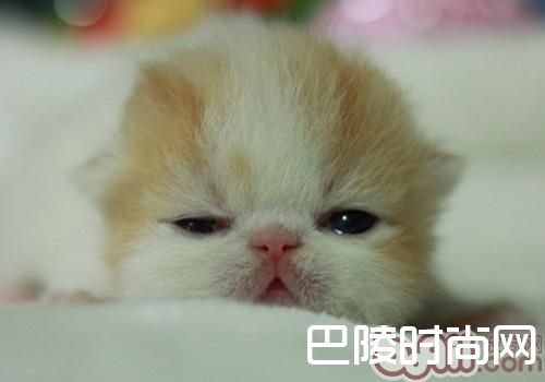 异国短毛猫(加菲猫) 异国短毛猫(加菲猫)