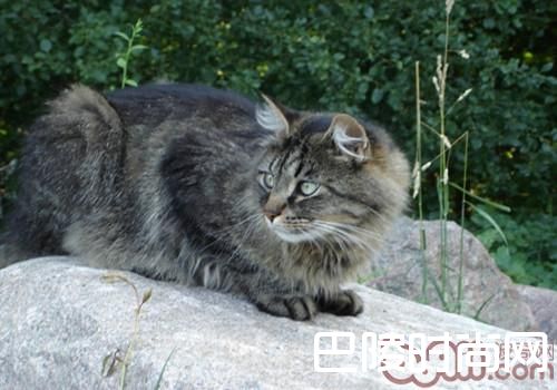 西伯利亚森林猫