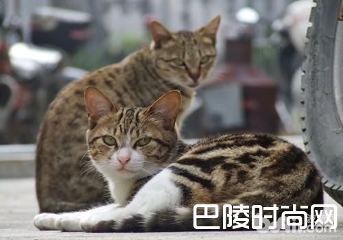 中国狸花猫