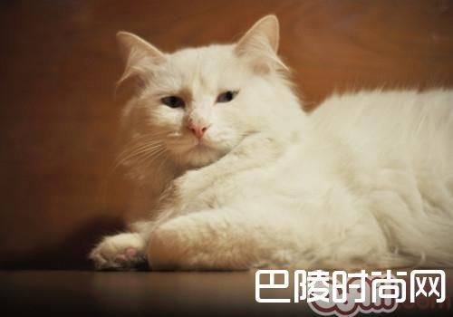 山东狮子猫 山东狮子猫