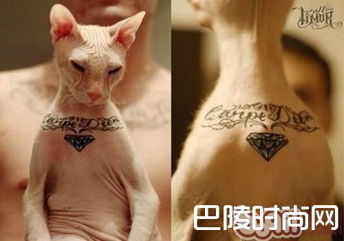 斯芬克斯猫 斯芬克斯猫