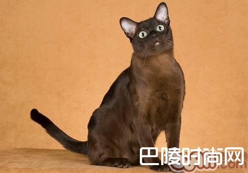 东奇尼猫 东奇尼猫