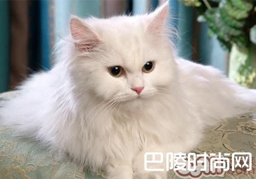 土耳其安哥拉猫 土耳其安哥拉猫