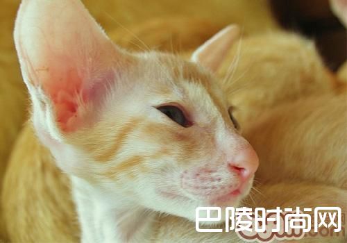 东方猫 东方猫