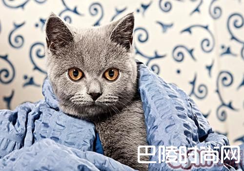 卡尔特猫