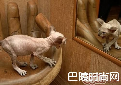 斯芬克斯猫 斯芬克斯猫