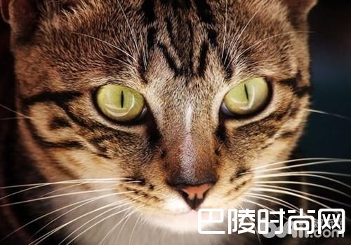 中国狸花猫
