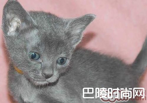 科拉特猫