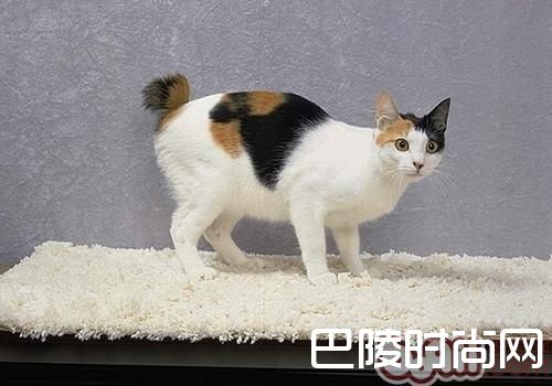 日本短尾猫 日本短尾猫