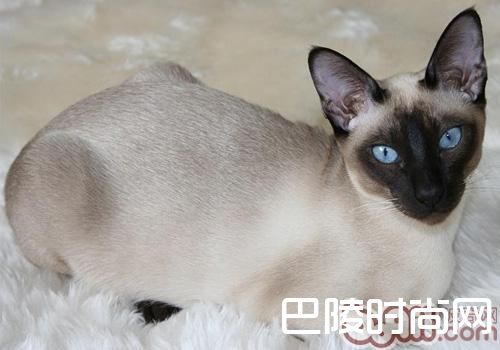 东奇尼猫