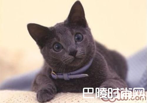 俄罗斯蓝猫