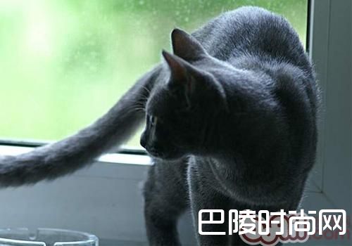 俄罗斯蓝猫 俄罗斯蓝猫