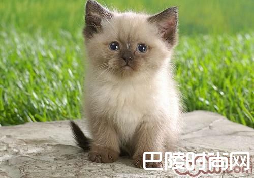 喜马拉雅猫 喜马拉雅猫