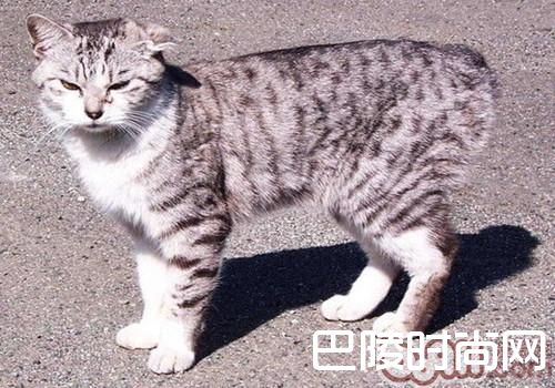 日本短尾猫 日本短尾猫