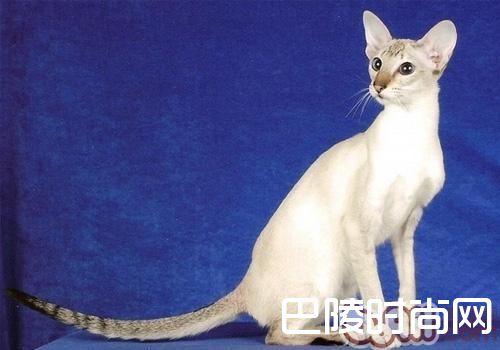 波米拉猫 波米拉猫