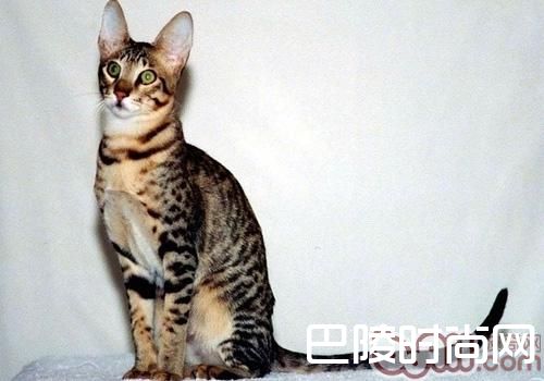 东方猫 东方猫