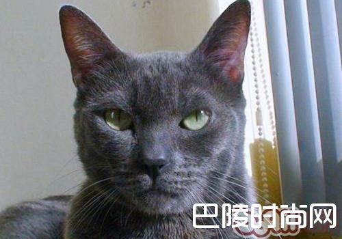 科拉特猫