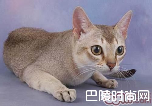 新加坡猫 新加坡猫