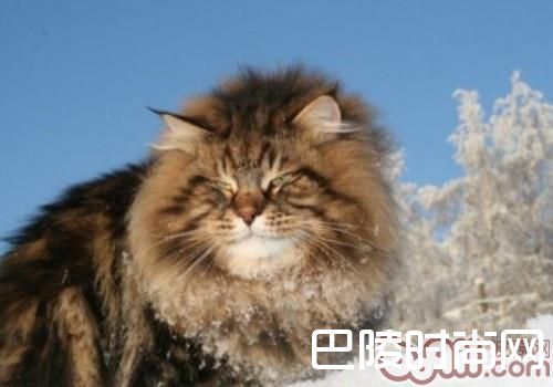 西伯利亚森林猫 西伯利亚森林猫