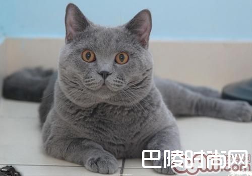 卡尔特猫