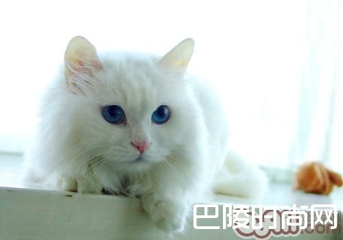 山东狮子猫 山东狮子猫