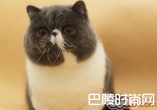 异国短毛猫(加菲猫) 异国短毛猫(加菲猫)