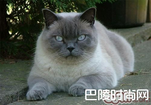 东奇尼猫 东奇尼猫