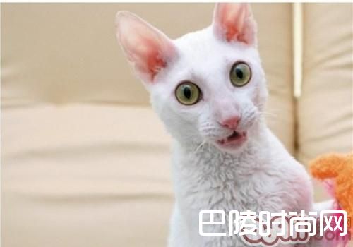 柯尼斯卷毛猫