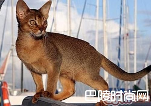 阿比西尼亚猫