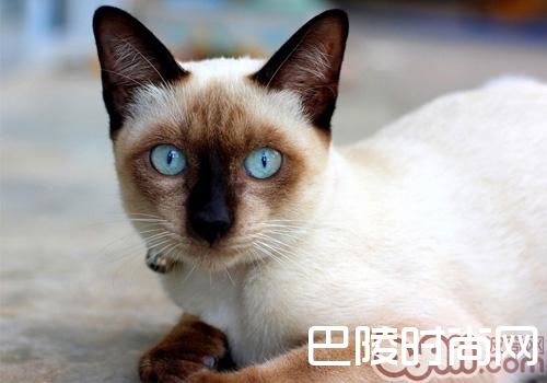 暹罗猫