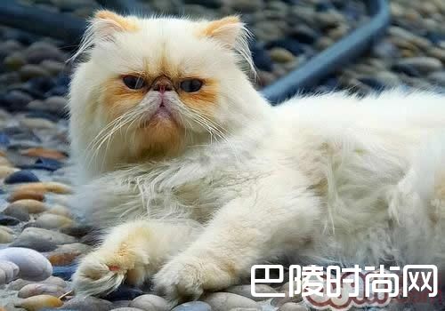 喜马拉雅猫 喜马拉雅猫