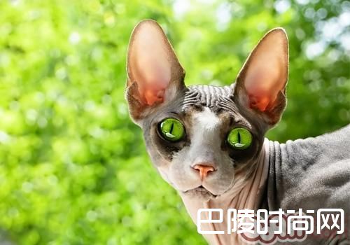 加拿大无毛猫