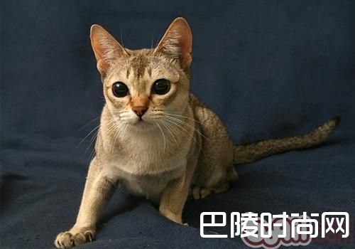 新加坡猫