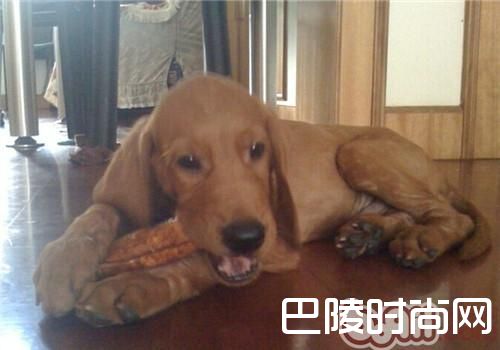 红骨猎浣熊犬 红骨猎浣熊犬