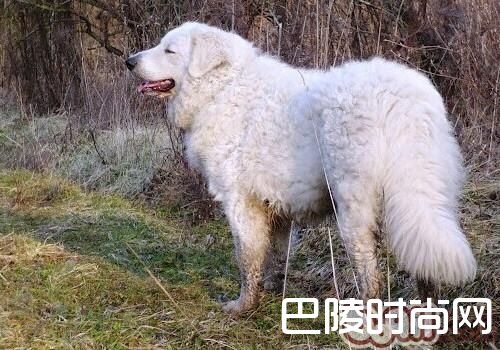 哥威斯犬 哥威斯犬