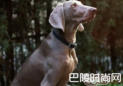 威玛猎犬