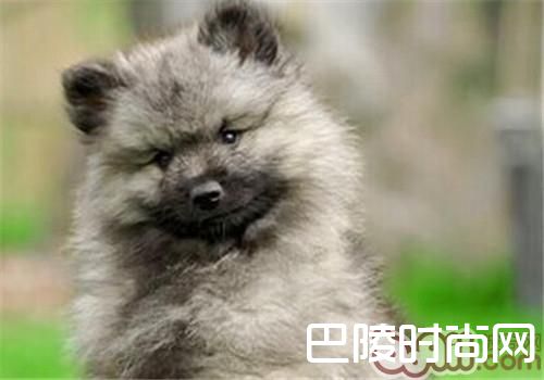 荷兰狮子犬 荷兰狮子犬