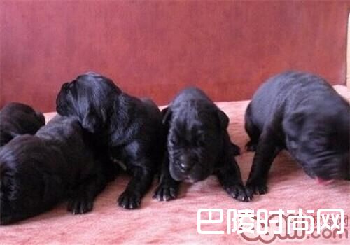 卡斯罗犬 卡斯罗犬