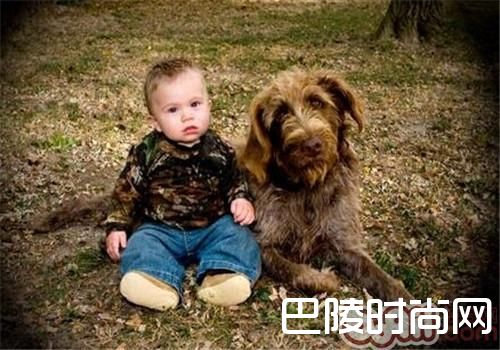 刚毛指示格里芬犬 刚毛指示格里芬犬